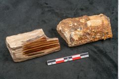Foto (Seitenansicht) von Betula prisca (NHMW-GEO-2024-0188-11580)